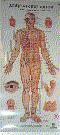 acupuncture charts