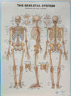 large skeletel chart