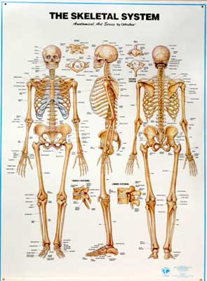 Anatomical charts - Art Series ny Orthoflex - Momentum98