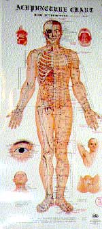 acupuncture chart - 46 x 22