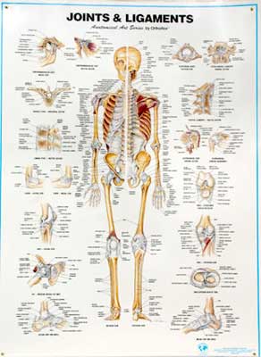 joints & ligaments chart