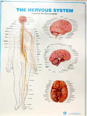 nervous system chart