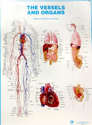 vessels & organs chart