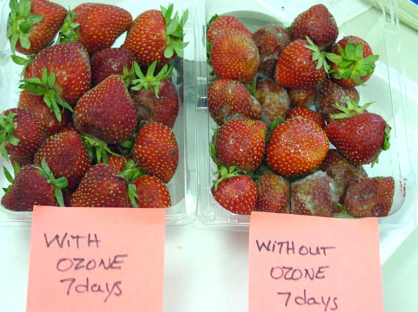 Strawberry ozone study prevent mold